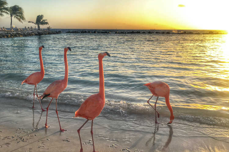 Aruba flamingos-Multigenerational Vacations