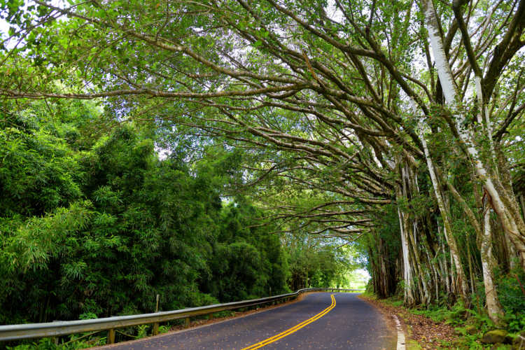Hawaii Road to Hana