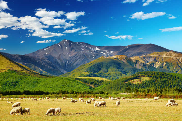 New Zealand mountains and sheep