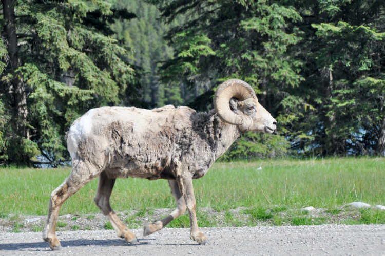 Bighorn sheep Banff National Park