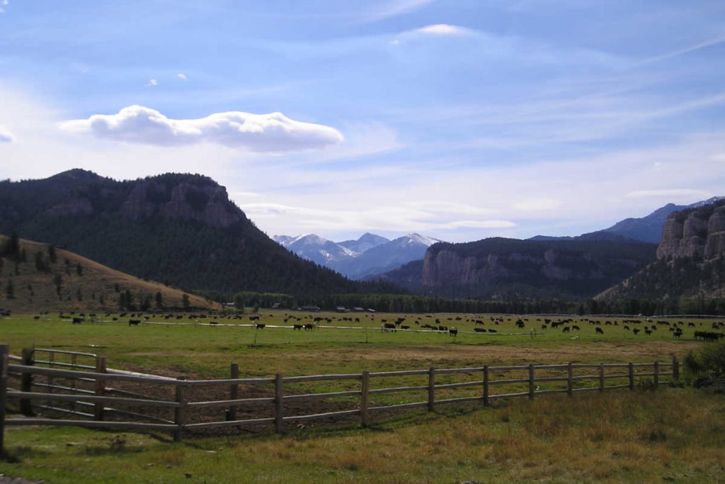 7D Ranch Cattle Pasture Mountains