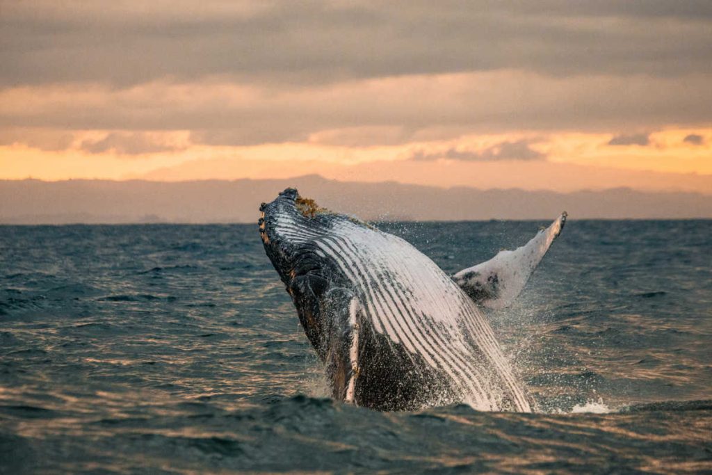 Whale watching Hawaii
