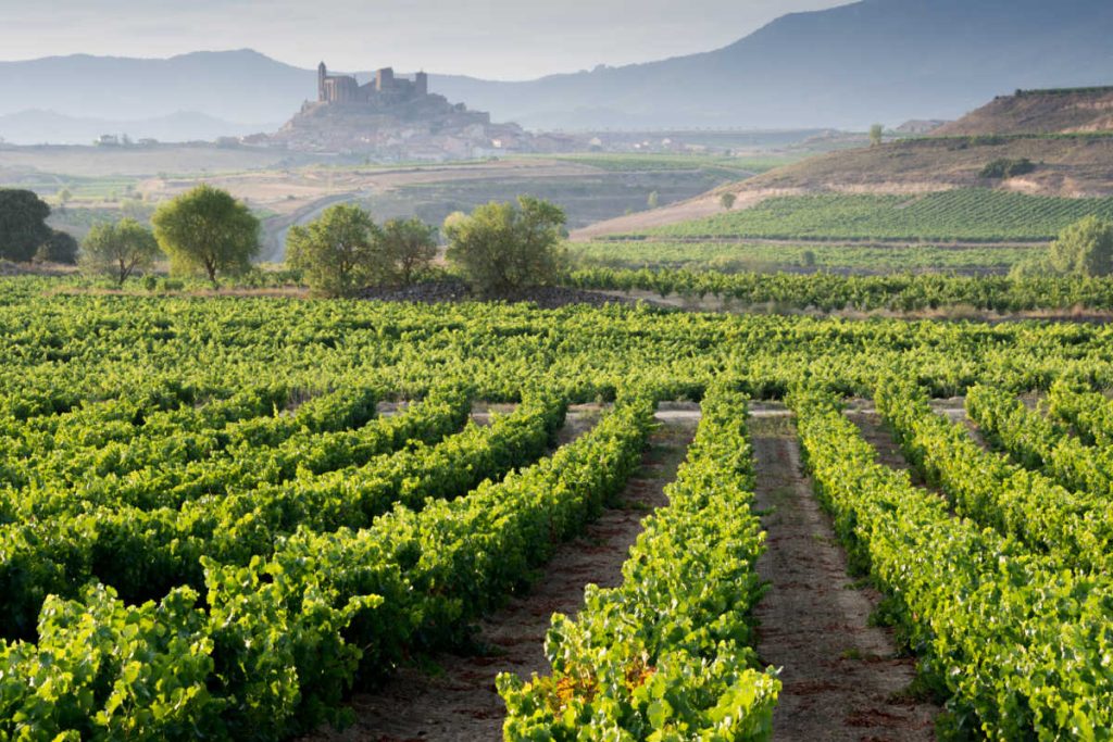 La Rioja Spain vineyards