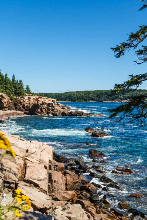 Evergreen trees along rocky coast of Maine with dark blue sea Acadia National Park
