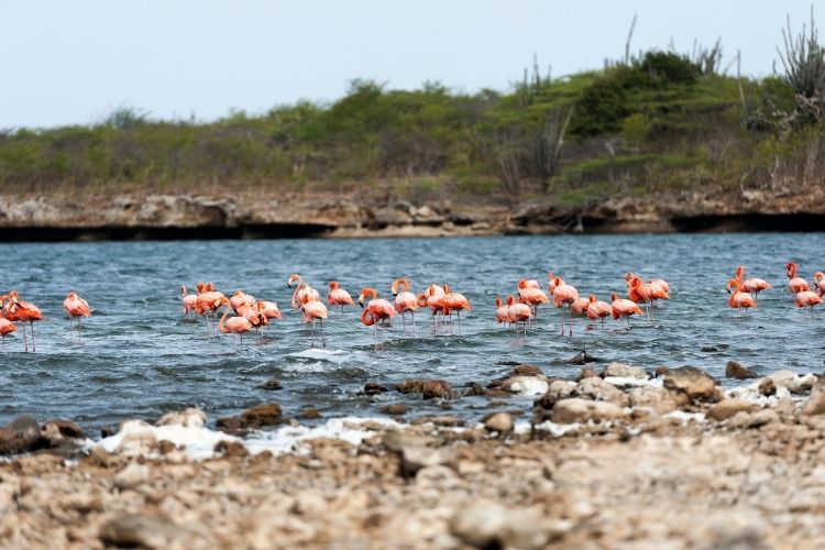 Salina Slagbaai Bonaire-Multigenerational Vacations