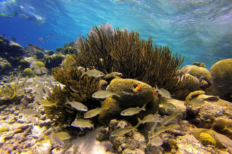 Snorkel in Bonaire-Multigenerational Vacations