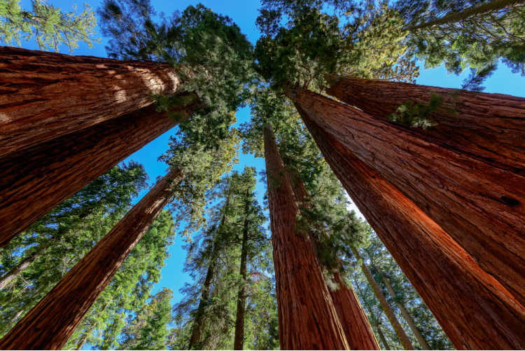 Sequoia Redwoods