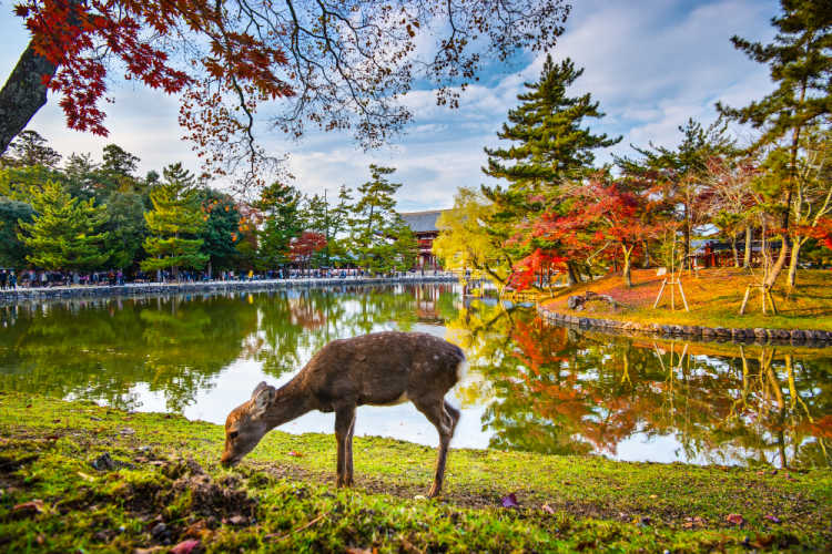 Nara deer Japan