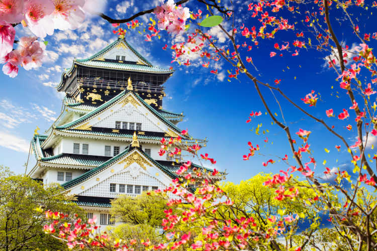 Osaka castle cherry blossoms