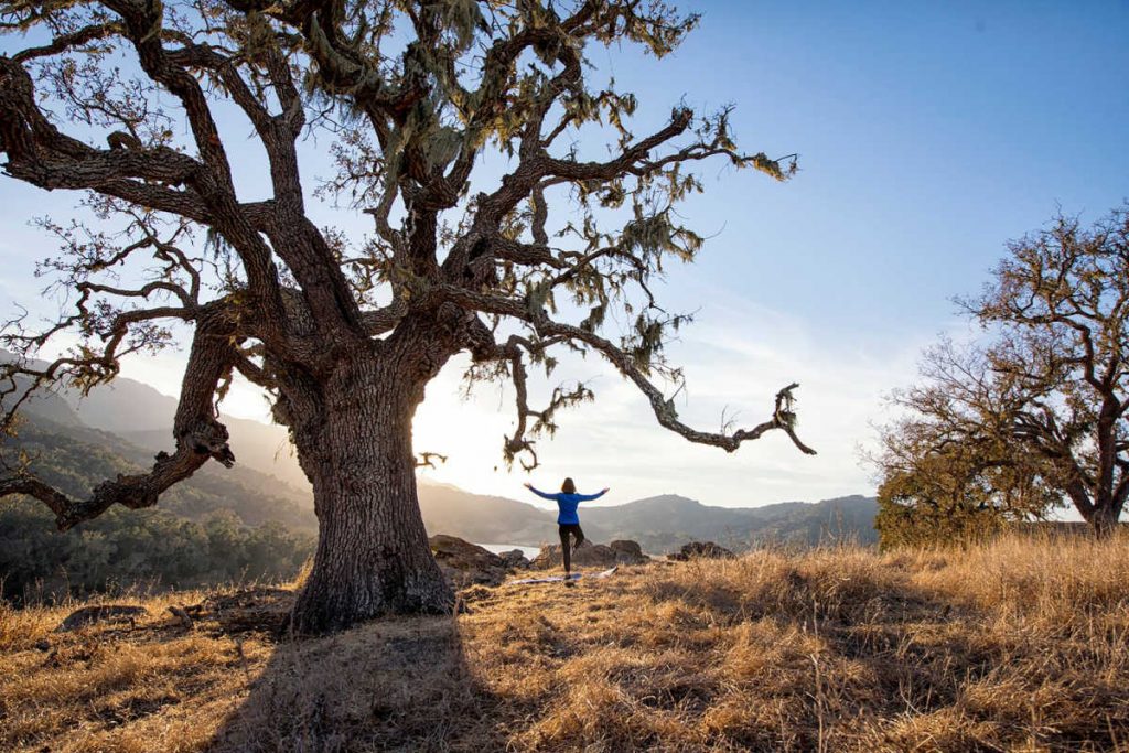 Alisal Ranch Yoga tree