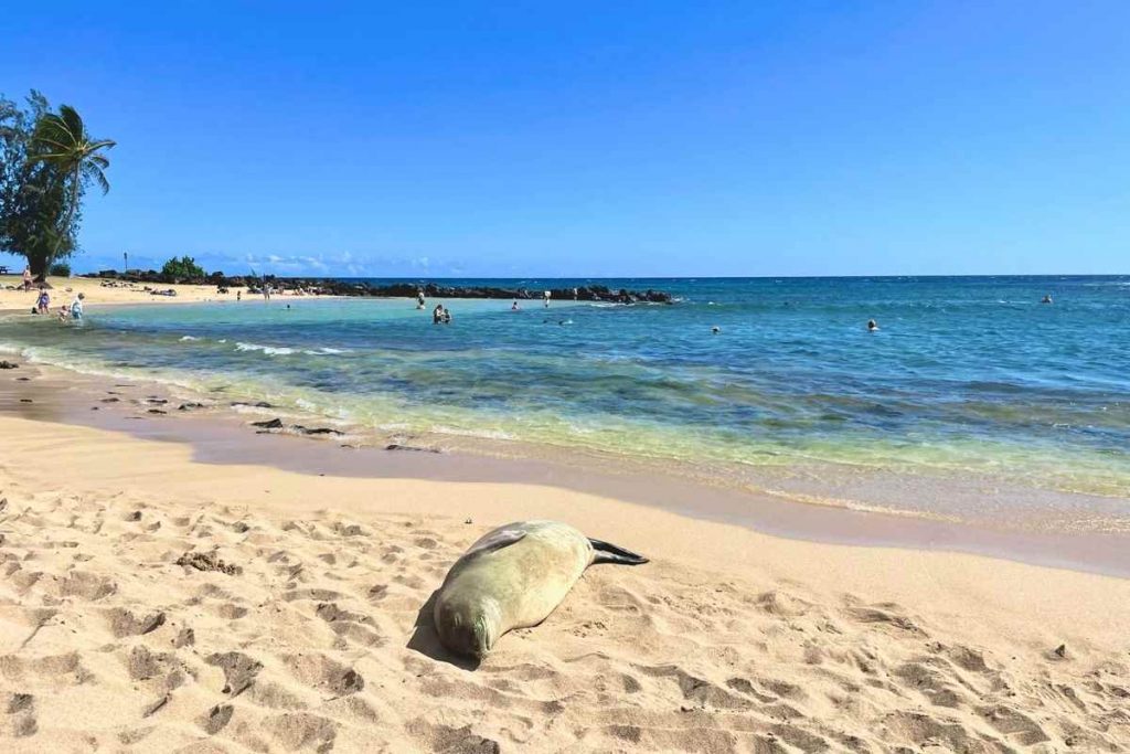 Kauai seal on beach