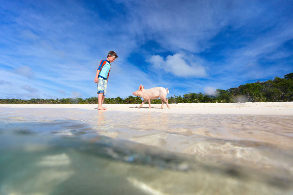 Exuma Swim with Pigs