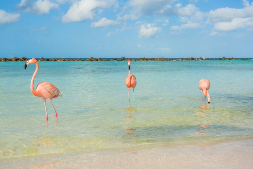 Flamingo Beach Aruba girls trip