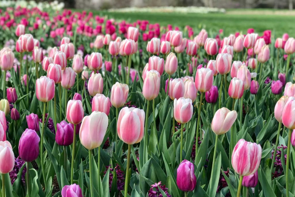 Cheekwood Gardens Nashville tulips