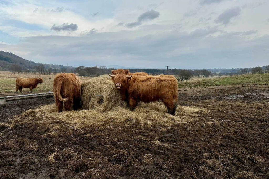 Highland Cattle Scotland