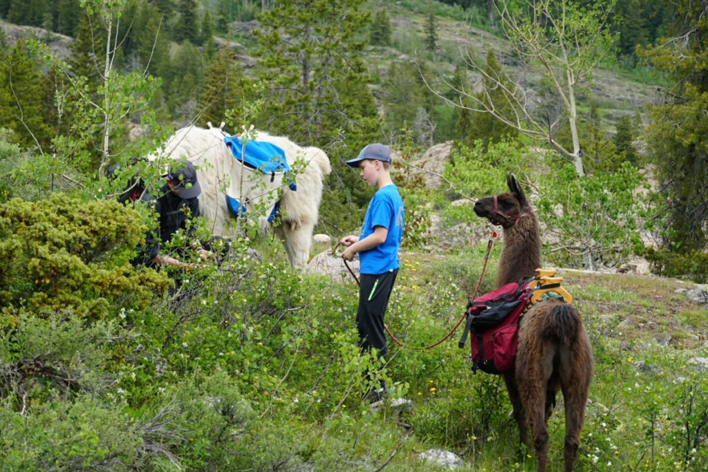 Hiking with llamas in Vail