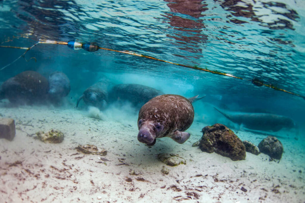 swimming with manatees Crystal River Florida