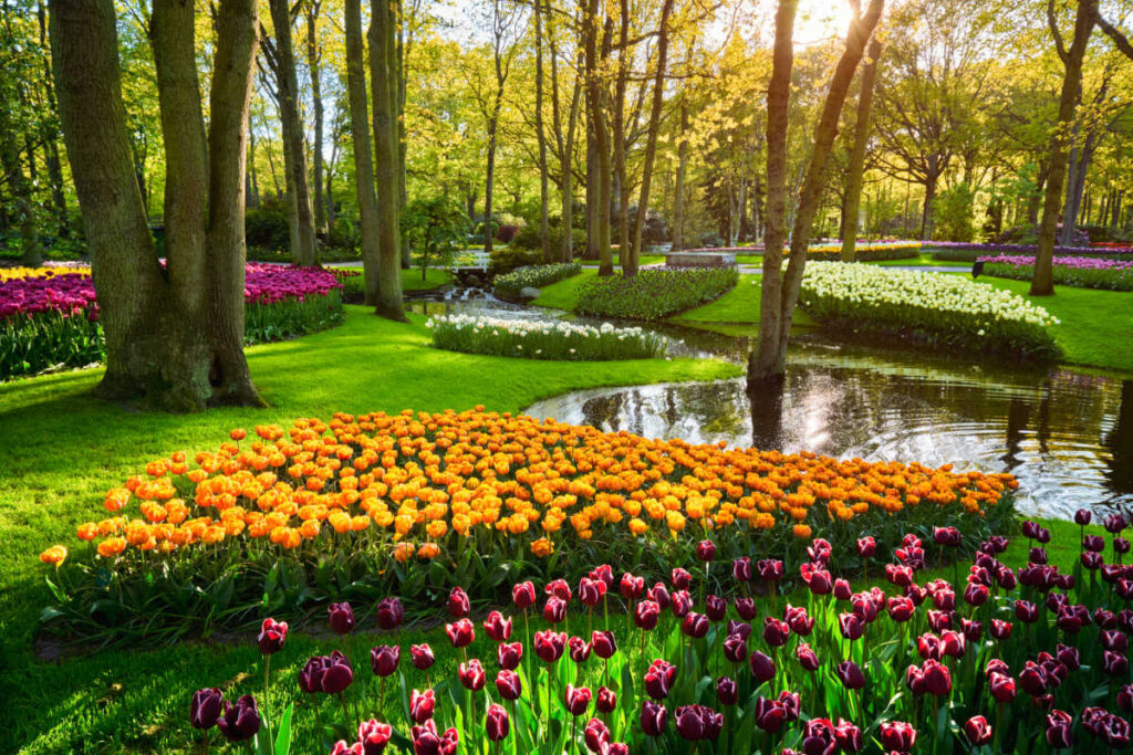 Keukenhof Gardens tulips Netherlands