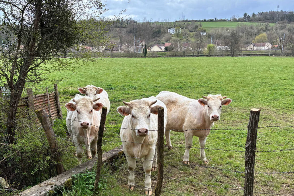 Cow in pasture