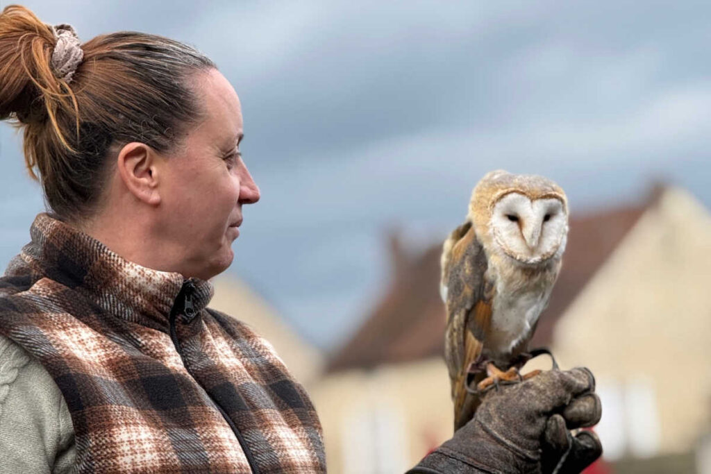 Falconry show