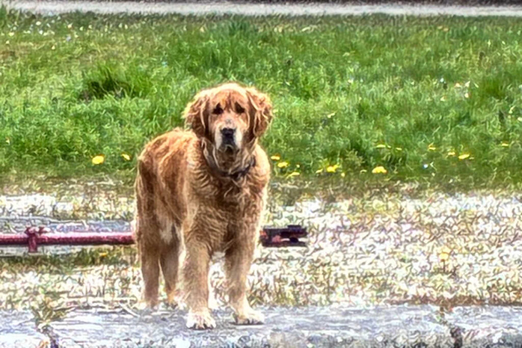 Praline dog waiting for boat